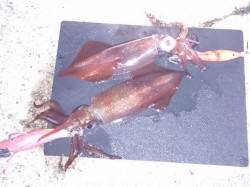 明石港、8時頃からのエギング釣果