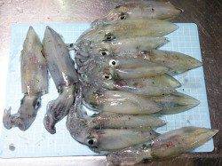 明石港、8時頃からのエギング釣果