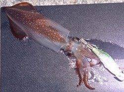 明石港でのエギング、ケンサキの釣果