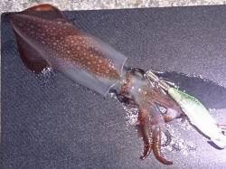 明石港でのエギング、ケンサキの釣果