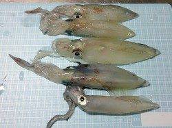 明石港でのエギング、ケンサキの釣果