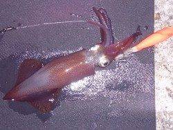 明石港でエギング、ケンサキイカの釣果