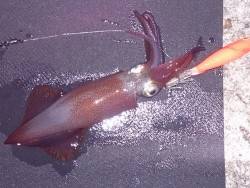 明石港でエギング、ケンサキイカの釣果