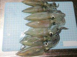 明石港でエギング、ケンサキイカの釣果