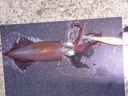 明石港でケンサキエギング、8杯