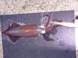 明石港でケンサキエギング、8杯