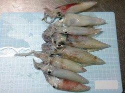 明石港でケンサキエギング、8杯