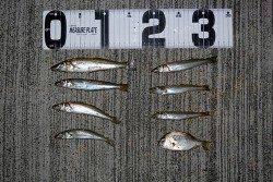 西三松　SLシンカー使用のチョイ投げでキス10匹