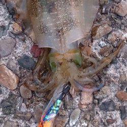 伊根　エギングでアオリイカの新子10数ハイ　ミニサイズはリリース