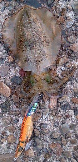 伊根　エギングでアオリイカの新子10数ハイ　ミニサイズはリリース