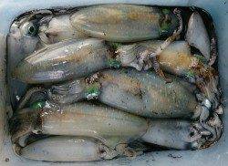 伊根　エギングでアオリイカの新子10数ハイ　ミニサイズはリリース