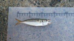 南芦屋浜、サビキ・ジグサビキでのアジ・ツバスなどの釣果