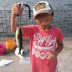 南芦屋浜、サビキ・ジグサビキでのアジ・ツバスなどの釣果