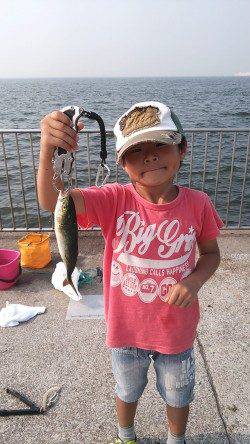 南芦屋浜、サビキ・ジグサビキでのアジ・ツバスなどの釣果