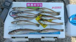 洲本川の河口でのキス釣り釣果