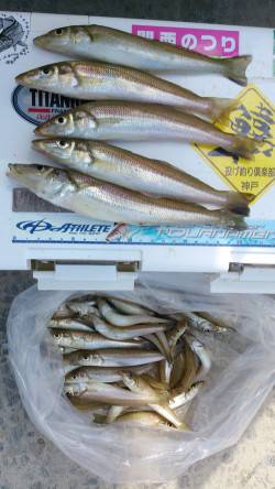 明神　投げ釣りでキス〜23cmの好釣果！