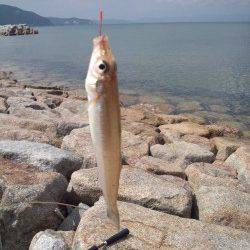 二人でキス50〜60匹の数釣り楽しめました♪