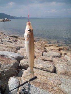 二人でキス50〜60匹の数釣り楽しめました♪