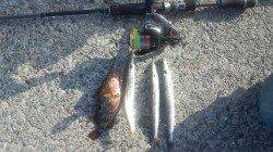 和歌山マリーナシティ　ジグヘッドリグ＋ワームでカマス＆ガシラ