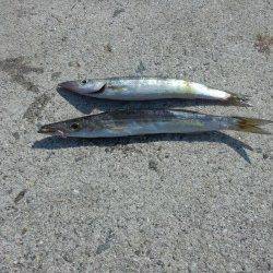 戸津井・小引漁港　ジグヘッドでカマス2匹　朝マズメ釣果