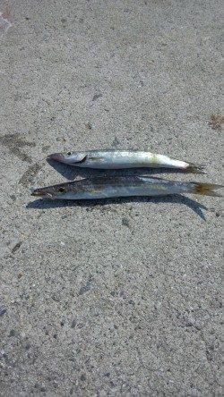 戸津井・小引漁港　ジグヘッドでカマス2匹　朝マズメ釣果