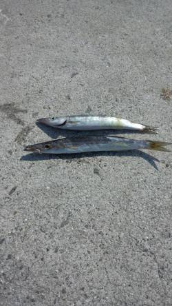 戸津井・小引漁港　ジグヘッドでカマス2匹　…