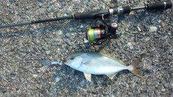 串本有田漁港、メタルジグでカンパチ・イトヒキアジ！