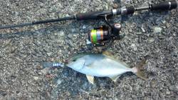 串本有田漁港、メタルジグでカンパチ・イトヒ…