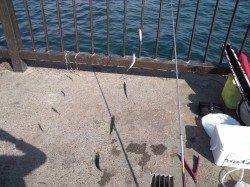 アジュール舞子、日中サビキ＋夜エギング釣果☆