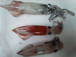 アジュール舞子、日中サビキ＋夜エギング釣果☆