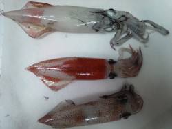 アジュール舞子、日中サビキ＋夜エギング釣果…