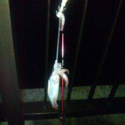 アジュール舞子でエギング、23時頃よりアタリ出しました！