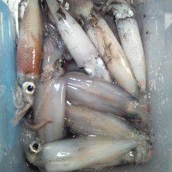 アジュール舞子でエギング、23時頃よりアタリ出しました！