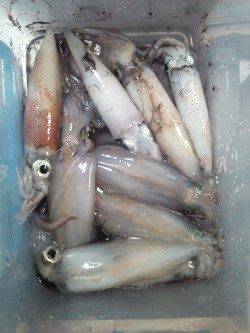 アジュール舞子でエギング、23時頃よりアタリ出しました！