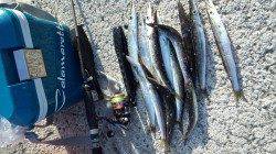 初島漁港　メタルジグでカマス14尾　ジグヘッド＋ワームには反応無し