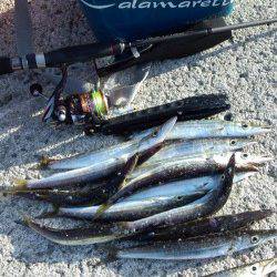 初島漁港　メタルジグでカマス14尾　ジグヘッド＋ワームには反応無し