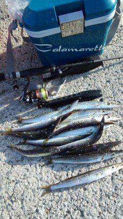 初島漁港　メタルジグでカマス14尾　ジグヘッド＋ワームには反応無し