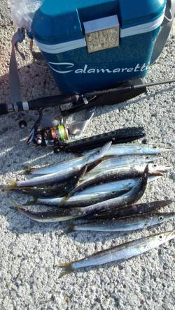 初島漁港　メタルジグでカマス14尾　ジグヘ…