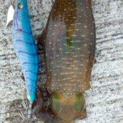 濱ノ瀬漁港　16:00～17:30のエギングでアオリの新子　サイズはこれからに期待