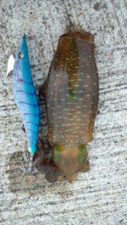 濱ノ瀬漁港　16:00～17:30のエギングでアオリの新子　サイズはこれからに期待