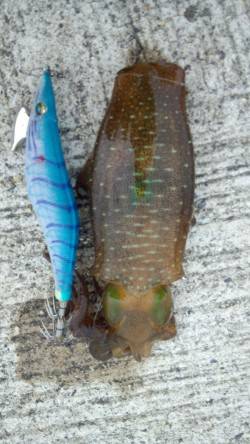 濱ノ瀬漁港　16:00～17:30のエギン…