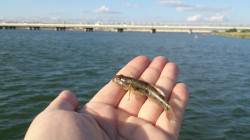 淀川河口　ワーム使用の脈釣りでハゼ16尾