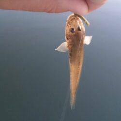 淀川河口　ワーム使用の脈釣りでハゼ16尾