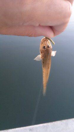 淀川河口　ワーム使用の脈釣りでハゼ16尾