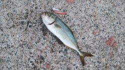 【台風の影響で波風強め】南芦屋浜で青物ルアーゲーム