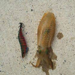 夕日港　エギングでアオリ新子　オクトパッシングでタコ400gも