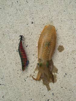 夕日港　エギングでアオリ新子　オクトパッシ…