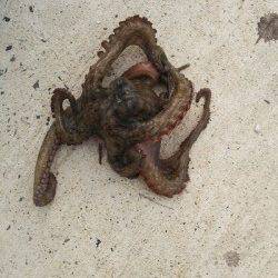 夕日港　エギングでアオリ新子　オクトパッシングでタコ400gも