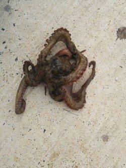 夕日港　エギングでアオリ新子　オクトパッシングでタコ400gも