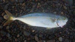 煙樹ヶ浜　朝のショアジギングでツバス30cm